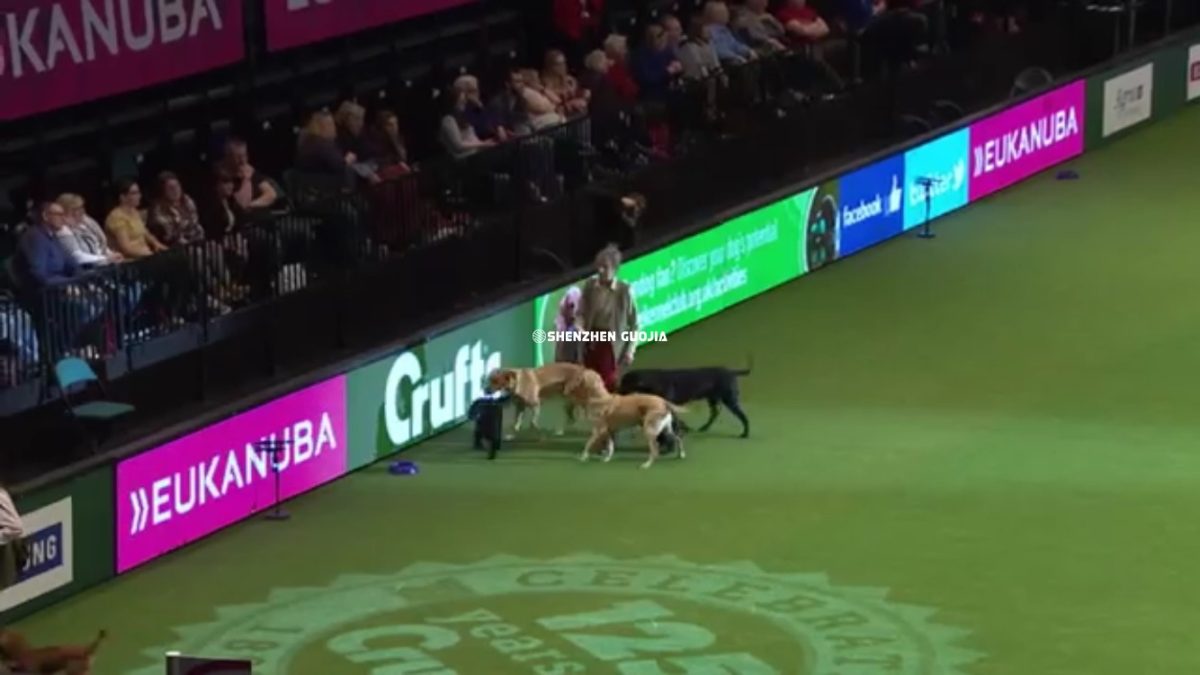 Indoor P10mm Perimeter for Crufts Dog show